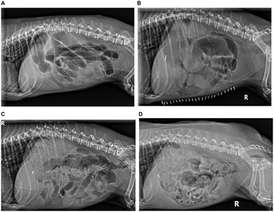 Case report: Successful treatment of intestinal leiomyositis in a dog using adjunctive intravenous immunoglobulin